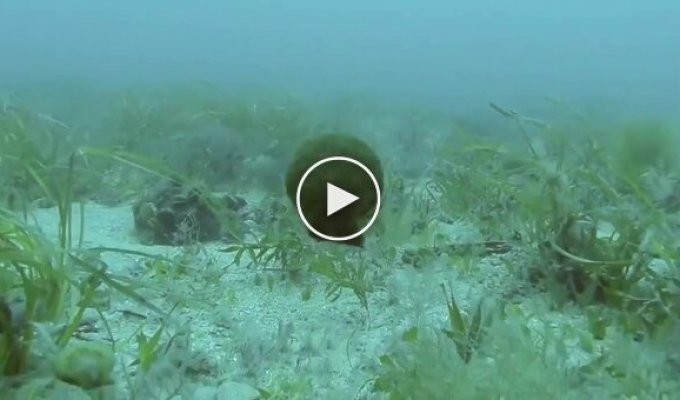 Способ передвижения морских гребешков