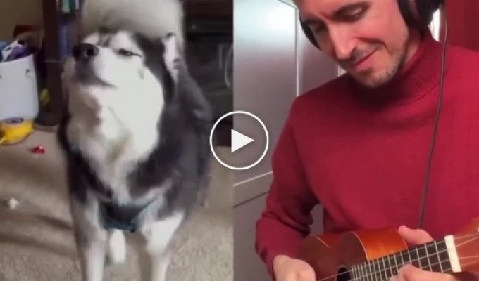 Гитарист подыграл певучим собакам