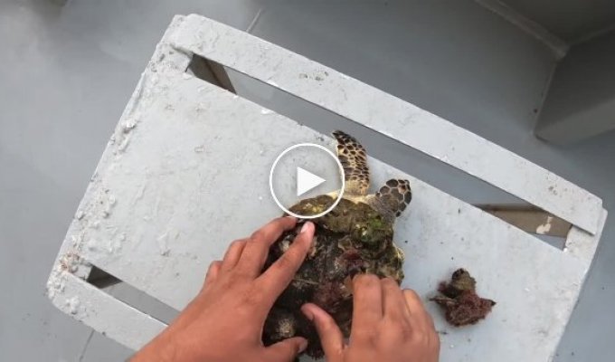 Мужчина пытается спасти жизнь морской черепахе, удаляя с нее ракушки