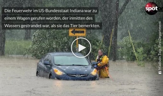 A firefighter rescued a fawn from a raging current