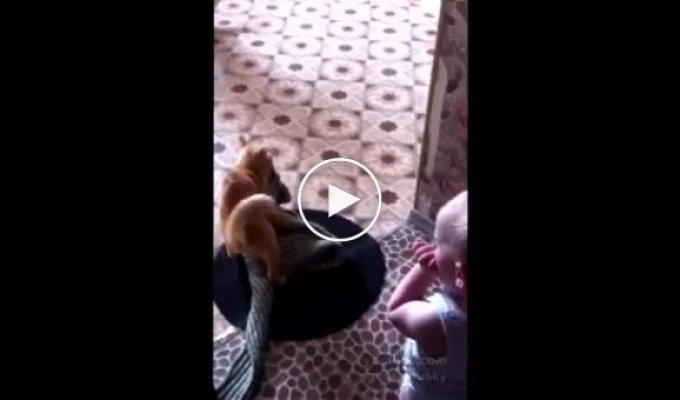 Ребенок забирает игрушку у кота