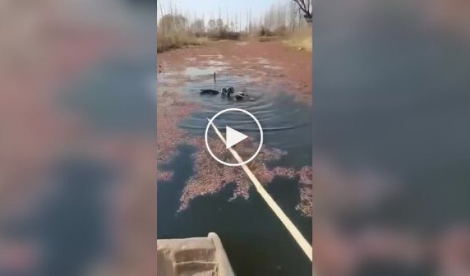 Trained cormorans that do not allow fish to get into them