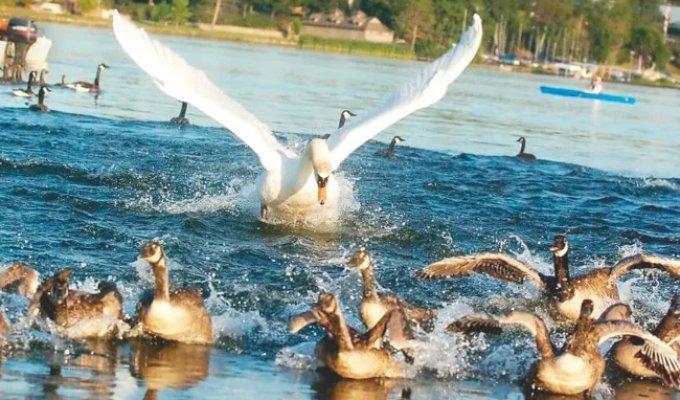 Лебедь-шипун: избить половину населения водоёма, чтобы остальные сидели тише травы (13 фото)