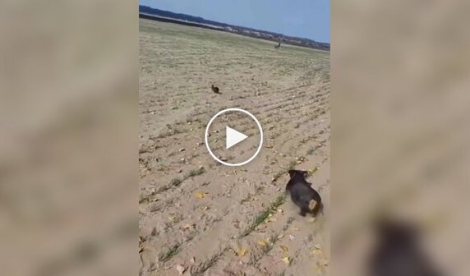 Погоня собаки охотничьей породы за диким зверем