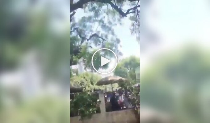 A monkey stole a bag of money and made it rain bills from a tree