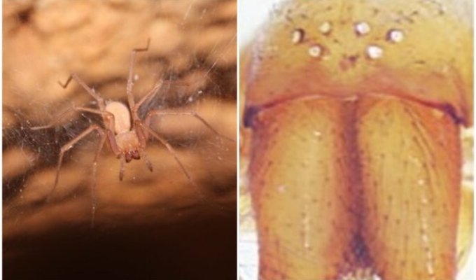 Почему в пещерах Израиля живут слепые пауки (5 фото)