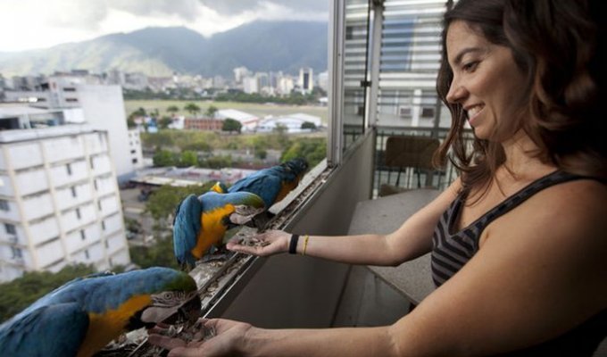 Обычные городские птицы Венесуэлы (6 фото)