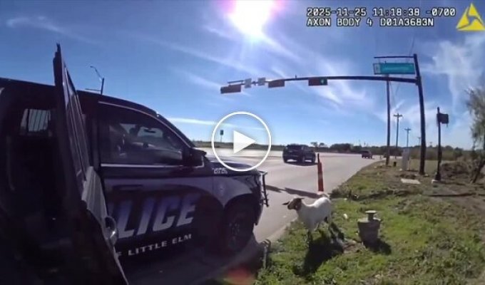 Полицейский «задержал» сбежавшего козла в Техасе