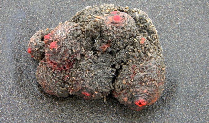 Pyura chilensis - «живой камень» с морского дна (5 фото)