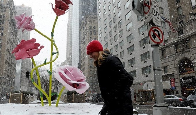 В Нью-Йорке выросли 8-метровые розы