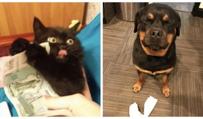 20 Cuties Who Sincerely Don’t Understand the Essence of the Claims Made by the Owner (21 photos)