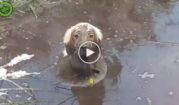 Грязевая ванна для собаки при минусовой температуре