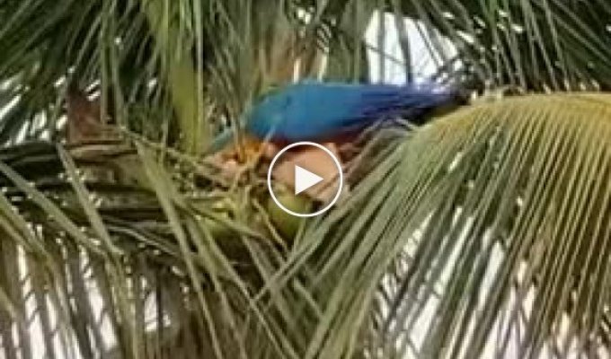 Чем питаются попугаи