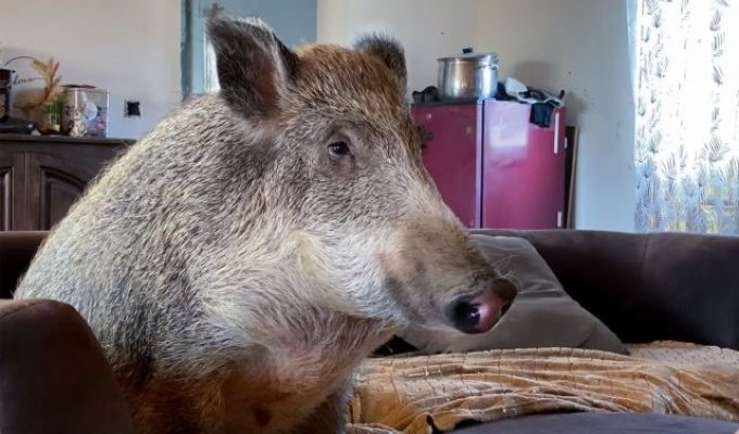 In Belgium, a family adopted a wild boar and it became their faithful pet (3 photos)