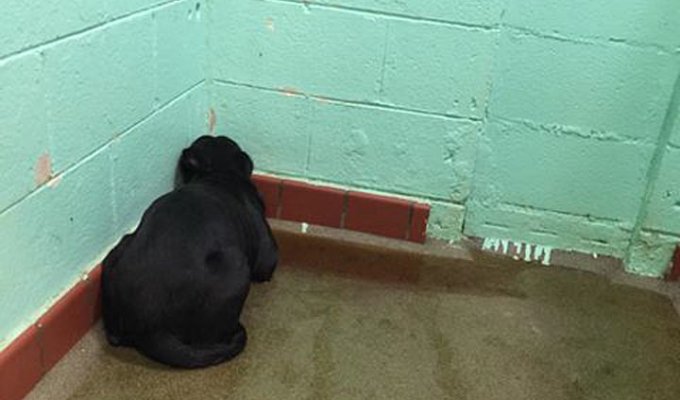 Here's What Happens When Owners Give Their Pets to a Shelter (4 Photos)
