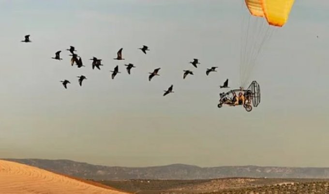 Air kindergarten: ornithologists paraglide ibises on vacation to Spain by hand (photo)