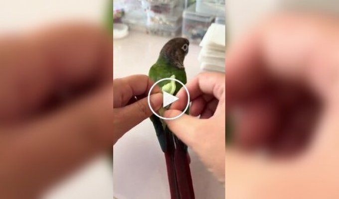 Женщина показала, как меняет подгузник попугаю