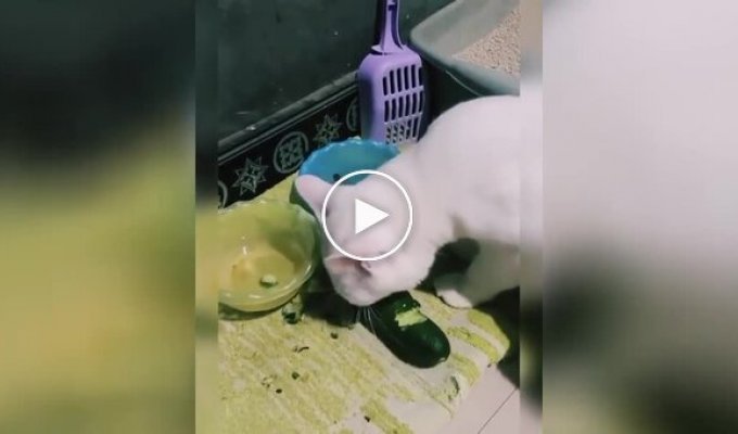 Кошка перешла на сбалансированное питание