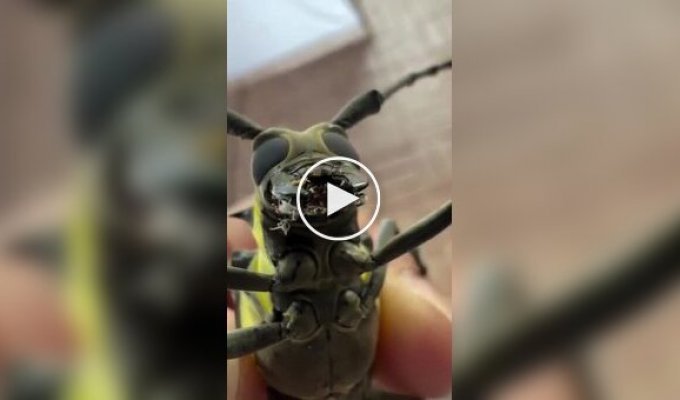Знакомьтесь: жук-усач