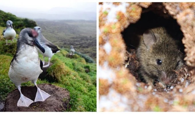 How scientists plan to protect the birds of Marion Island from invasive rodents (8 photos + 1 video)