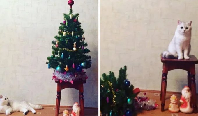 The Christmas tree lives until the first cat: 20 photos of animals that become Conans the Destroyers during the New Year (23 photos)