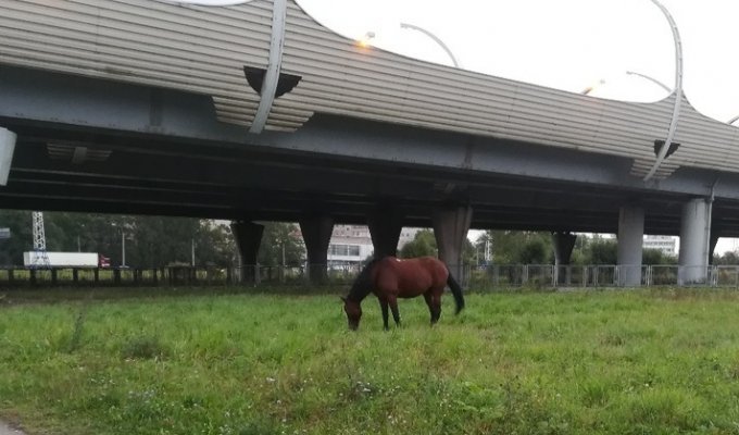 В Петербурге лошадь щипала траву возле остановки и чуть не села в троллейбус (2 видео + 2 фото)
