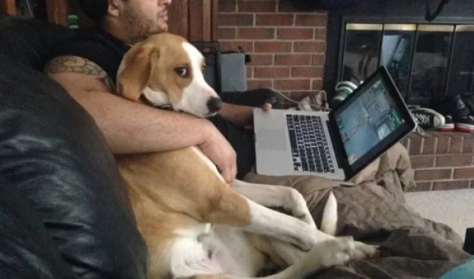 15 photos of jealous pets who demonstrate with their whole appearance who is the owner's true love (15 photos)