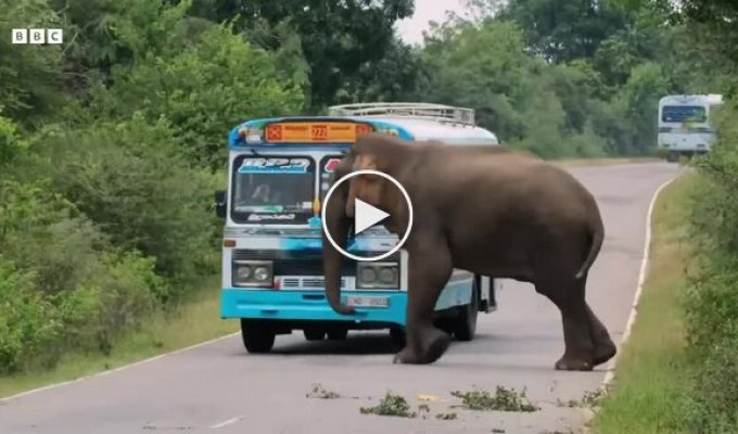 Хитрый слон вымогает у водителей угощения