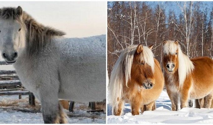 Как умудряются выживать в дикой природе якутские лошадки (6 фото)