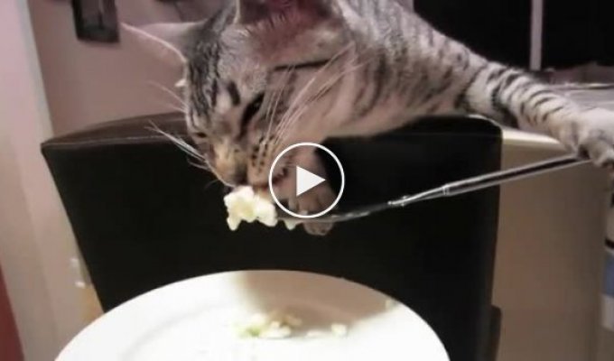 Кот ест с ложки
