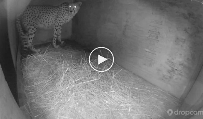 Самка гепарда родила пятерых детенышей в зоопарке Метро Ричмонд в Вирджинии 