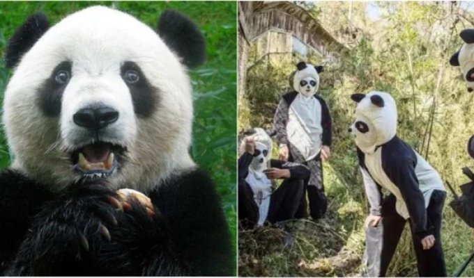 В Японии панд заменили сотрудниками-имитаторами (6 фото)