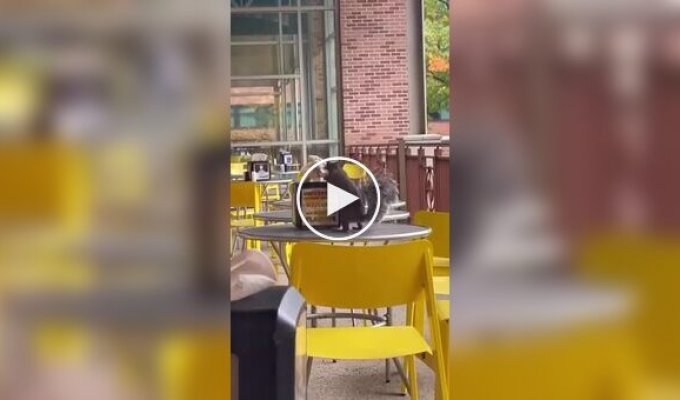 A squirrel steals napkins.