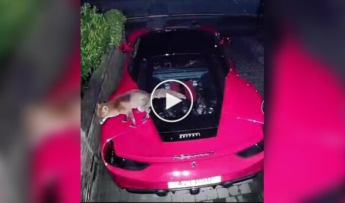 In London, a fox relieved himself in a Ferrari