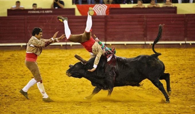 Why Portugal Spares the Bull but Not the Man: The Truth About Europe’s Most Dangerous Bullfight (14 photos)
