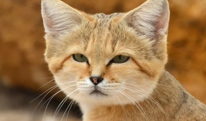 Барханный кот: пьёт кровь вместо воды и ест ядовитых змей (10 фото)