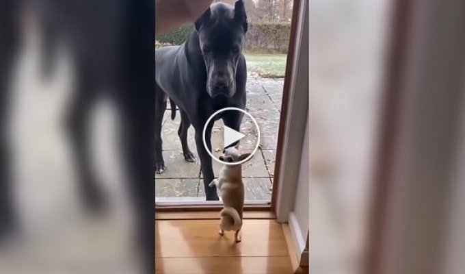 Мелкие «храбрые» собачки против гигантов