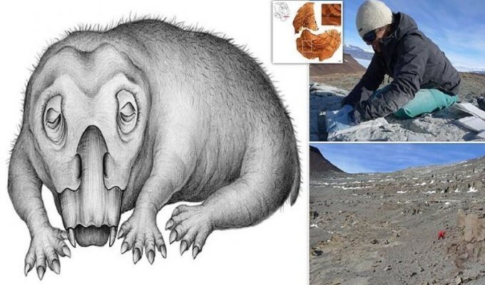 Палеонтологи выяснили, какое животное первым научилось впадать в зимнюю спячку (7 фото)