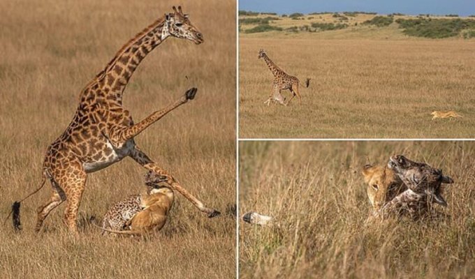 Жирафиха против львицы: смертельная схватка (9 фото)