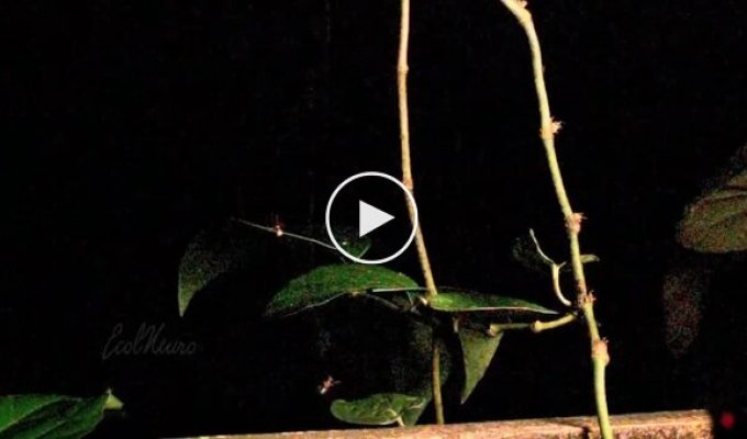 A spider that sets catapult traps