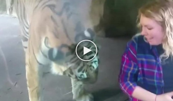 A tiger at the zoo became interested in a pregnant woman's belly