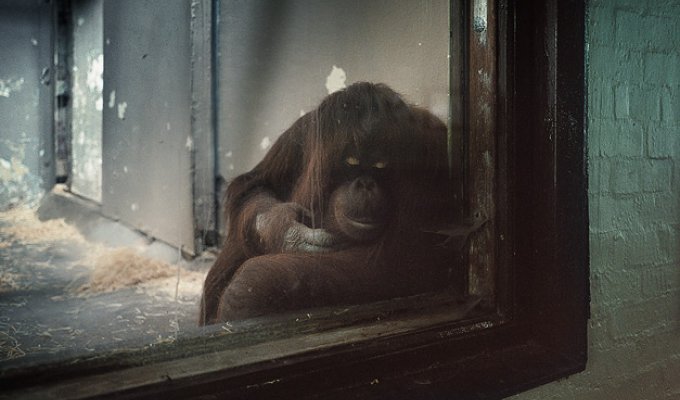 Скучная и серая жизнь зоопарка... Фотограф Morgan Silk (15 фото)