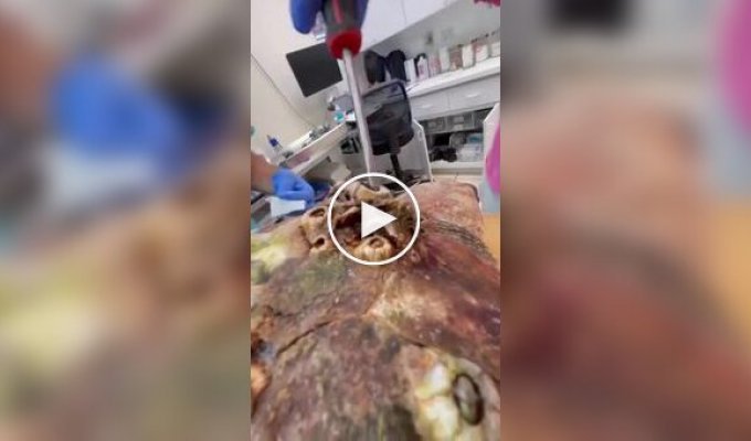 Cleaning a turtle from crustaceans