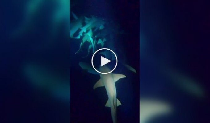На Мальдивах туристы устроили ночное погружение среди акул