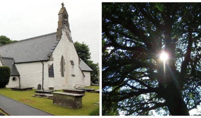 Llangerny Yew – One of the Oldest Trees on the Planet with a Mystical History (10 photos + 1 video)