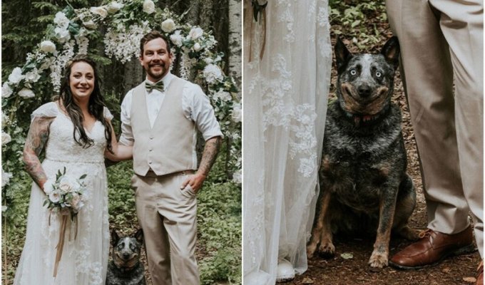 Свадебный фотограф показала "фотобомбу" с собакой (10 фото)