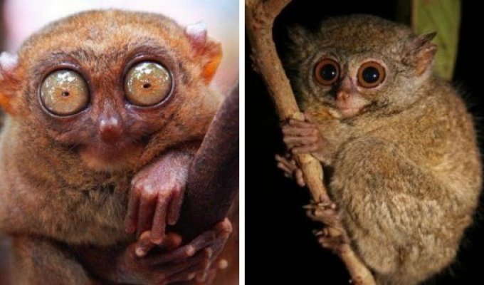 Глазастая подборка: животные, которых природа наградила огромными глазами (12 фото)
