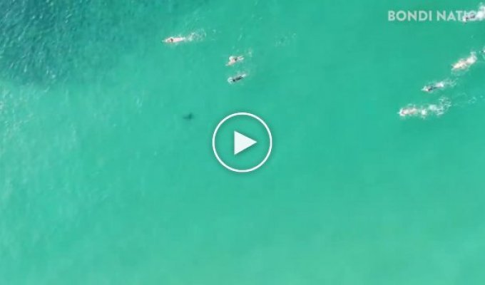 В Австралии засняли акул, которые плавали под отдыхающими