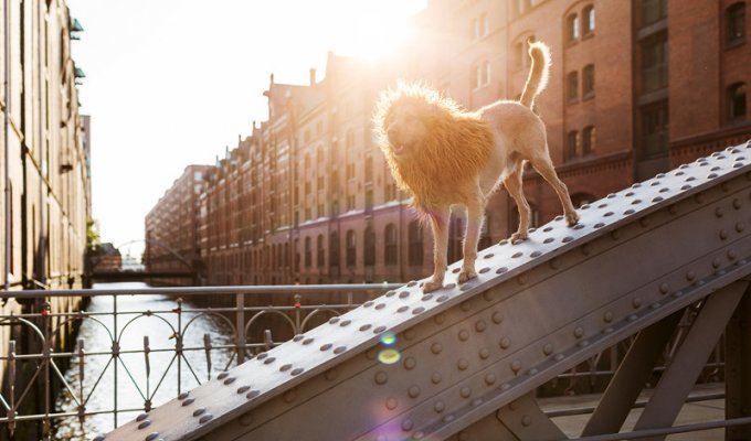 Фотографии о бродячей собаке, которая стала храбрым городским львом (14 фото)