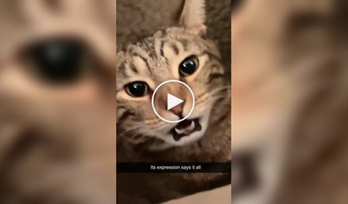 Острая реакция кошек на неприятные им запахи